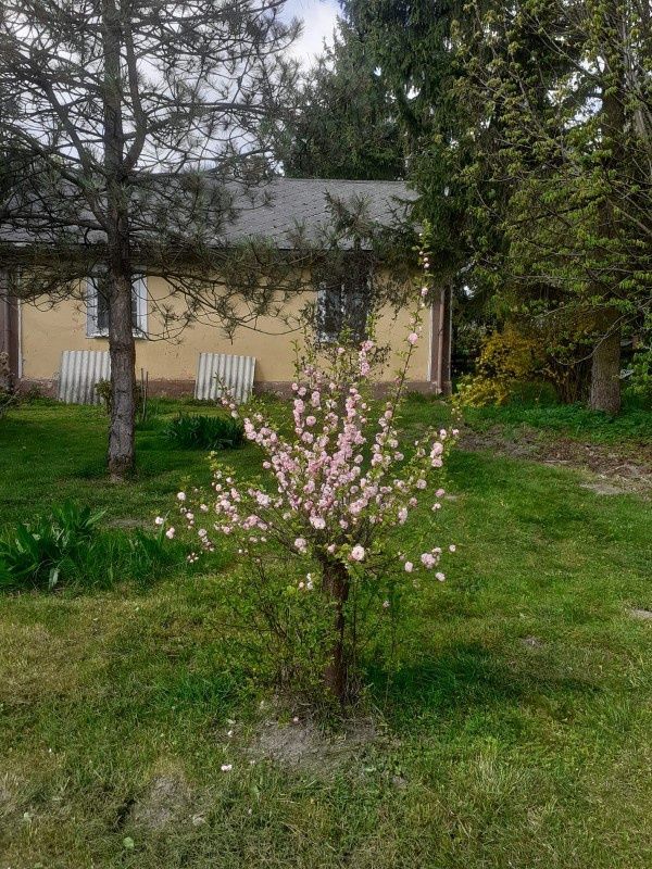 Działka siedliskowa Tuczępy. Zdjęcie 6