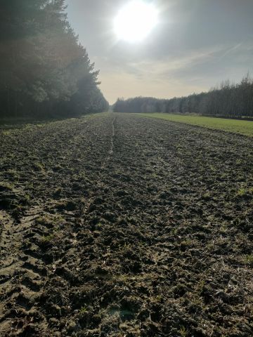 Działka rolna Jasionna. Zdjęcie 7