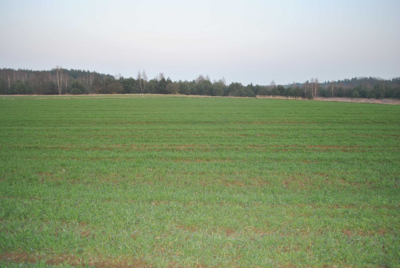 Działka budowlana Gutowo, ul. Myśliwska. Zdjęcie 6