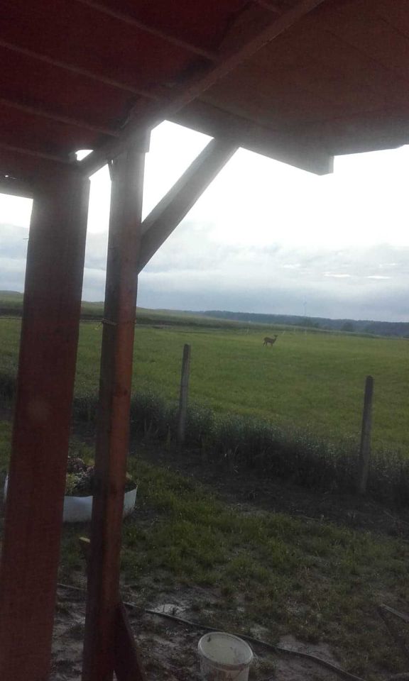 Działka rekreacyjna Lewinko. Zdjęcie 7