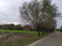 Działka rolna Wychódźc. Zdjęcie 3