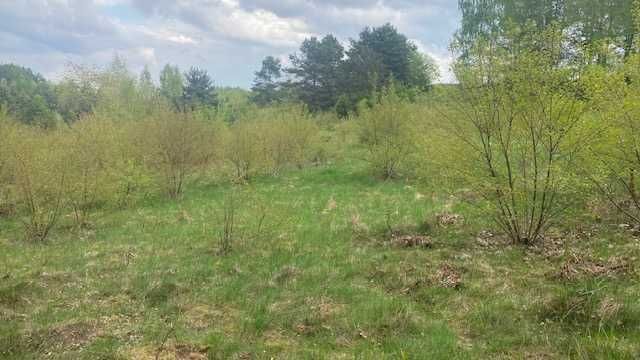 Działka budowlana Nieżywięć. Zdjęcie 1