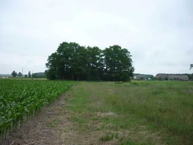 Działka budowlana Rojew. Zdjęcie 1