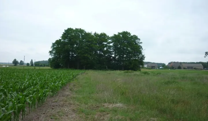 Działka budowlana Rojew