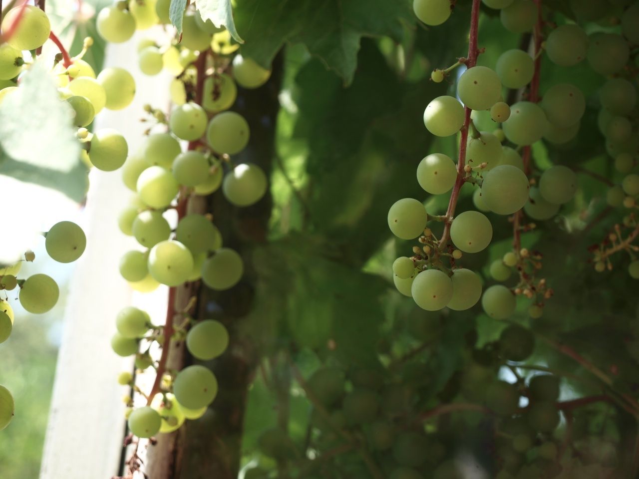 Działka rod Częstochowa Północ. Zdjęcie 6