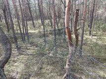 Działka rekreacyjna Lucynów Duży. Zdjęcie 2