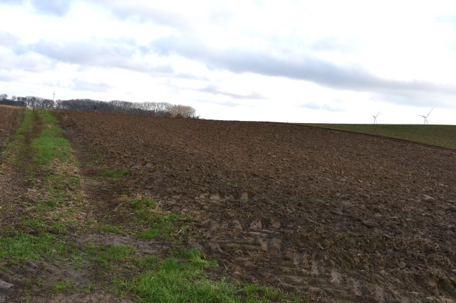 Działka rolna Bielice. Zdjęcie 3