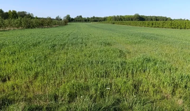 Działka rolno-budowlana Tomczyce