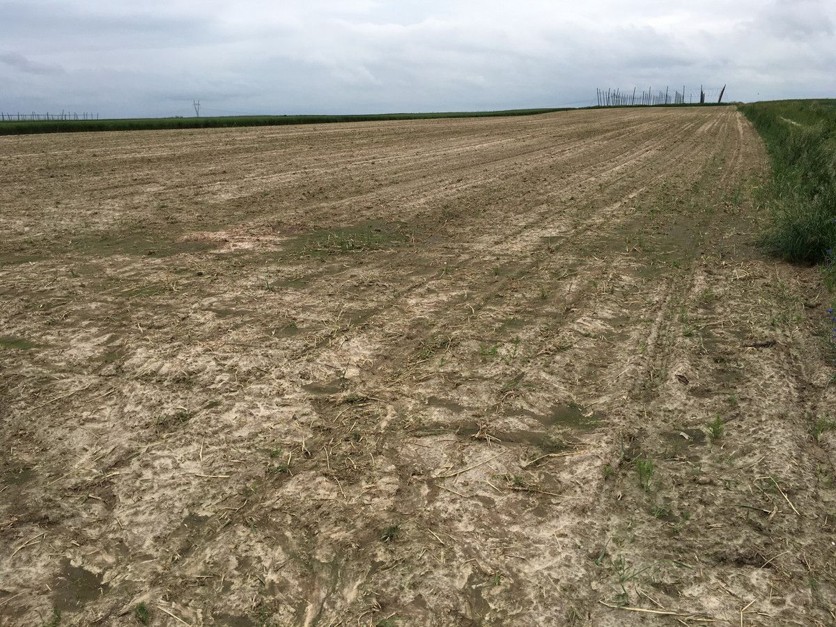 Działka rolno-budowlana Sitaniec. Zdjęcie 4