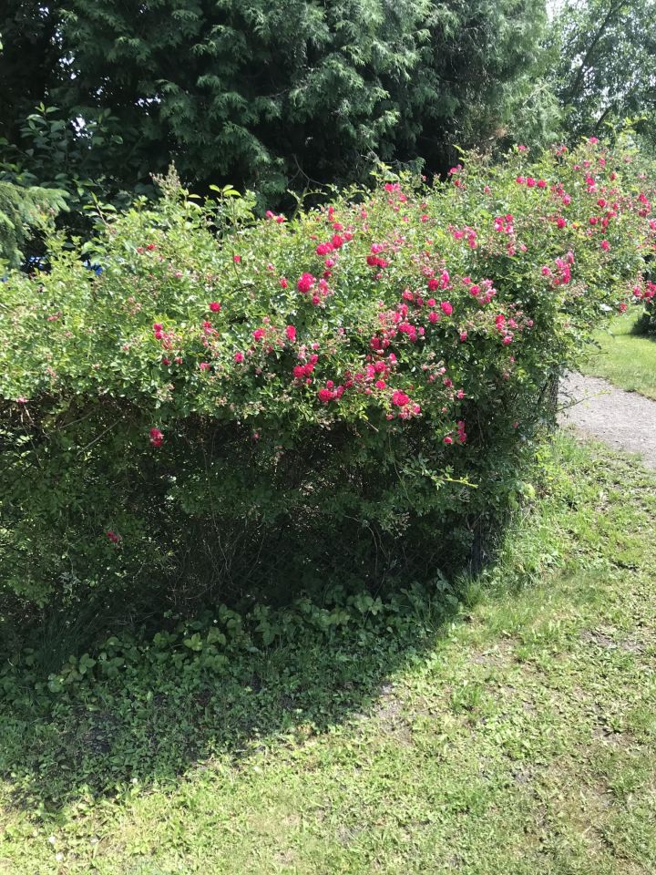 Działka rekreacyjna Sosnowiec Niwka, ul. Juliana Tuwima. Zdjęcie 18