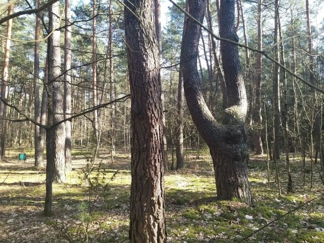 Działka rekreacyjna Osiedle Wilga. Zdjęcie 4