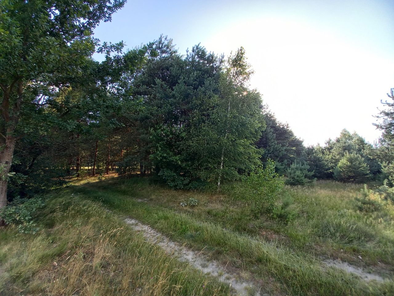 Działka leśna Sudzin. Zdjęcie 5