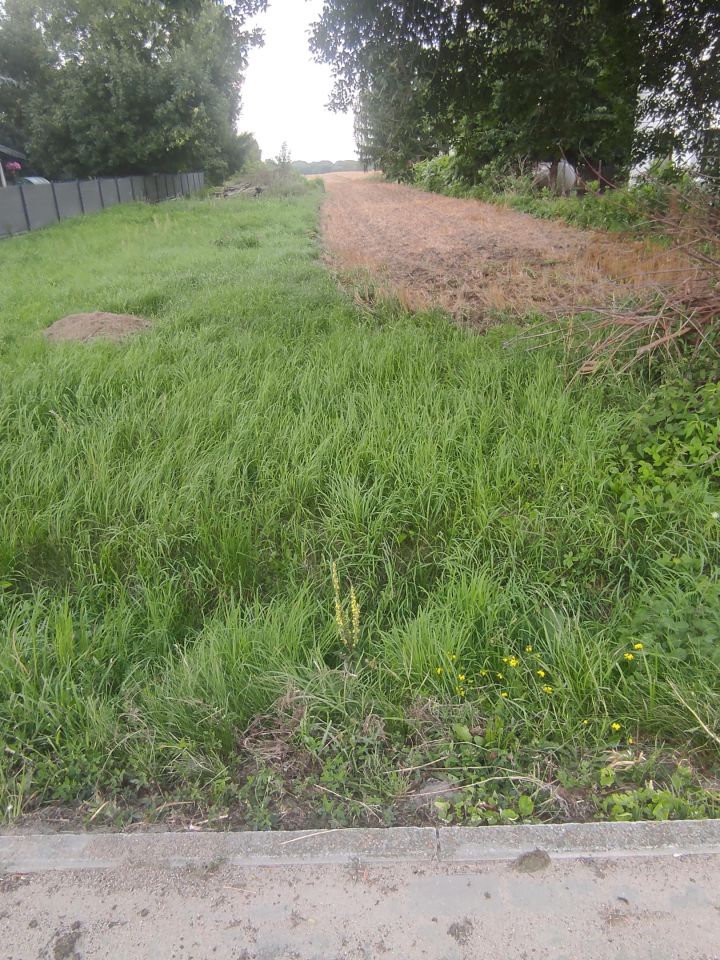 Działka budowlana Dąbrowa. Zdjęcie 3