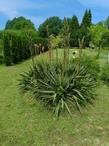 Działka rod Dębica, ul. 1 Maja. Zdjęcie 1