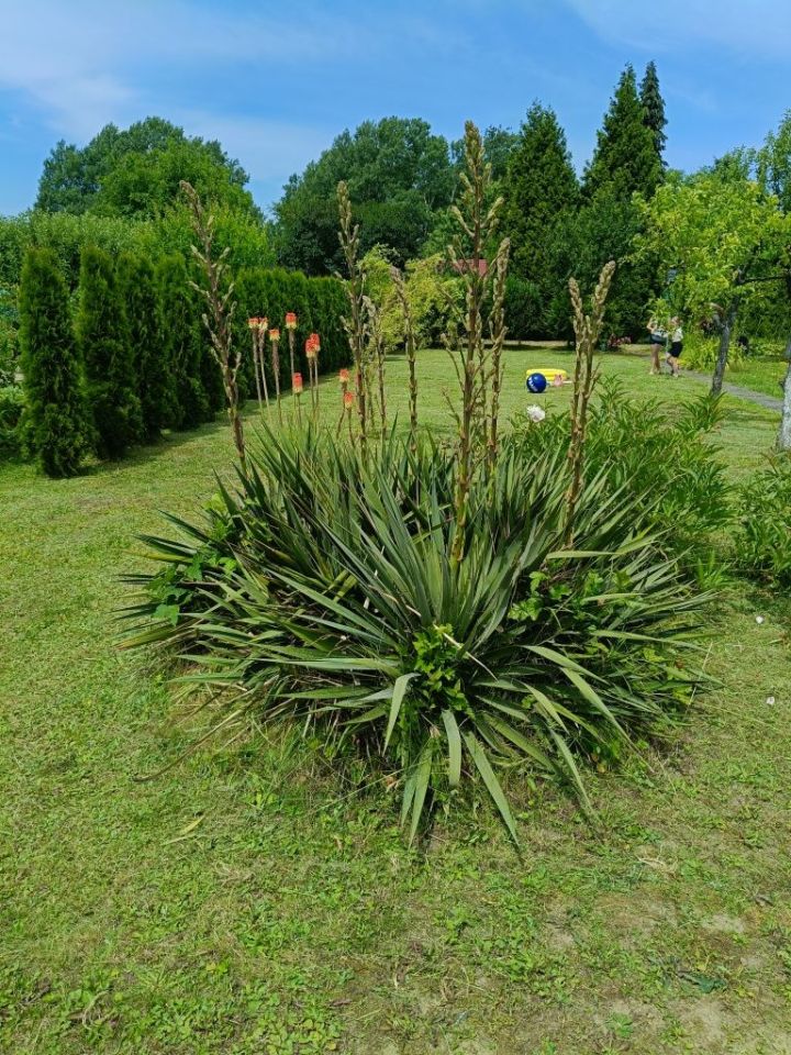 Działka rod Dębica, ul. 1 Maja. Zdjęcie 1