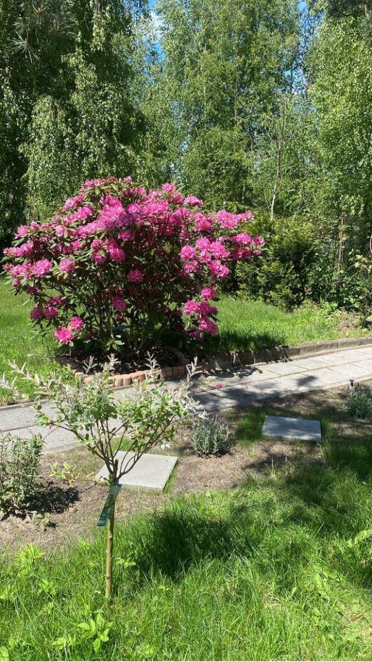 Działka rod Częstochowa Grabówka, ul. Ikara. Zdjęcie 2