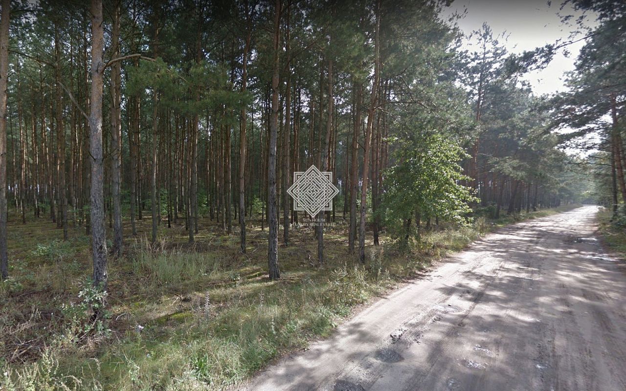 Działka leśna Kuczek. Zdjęcie 10