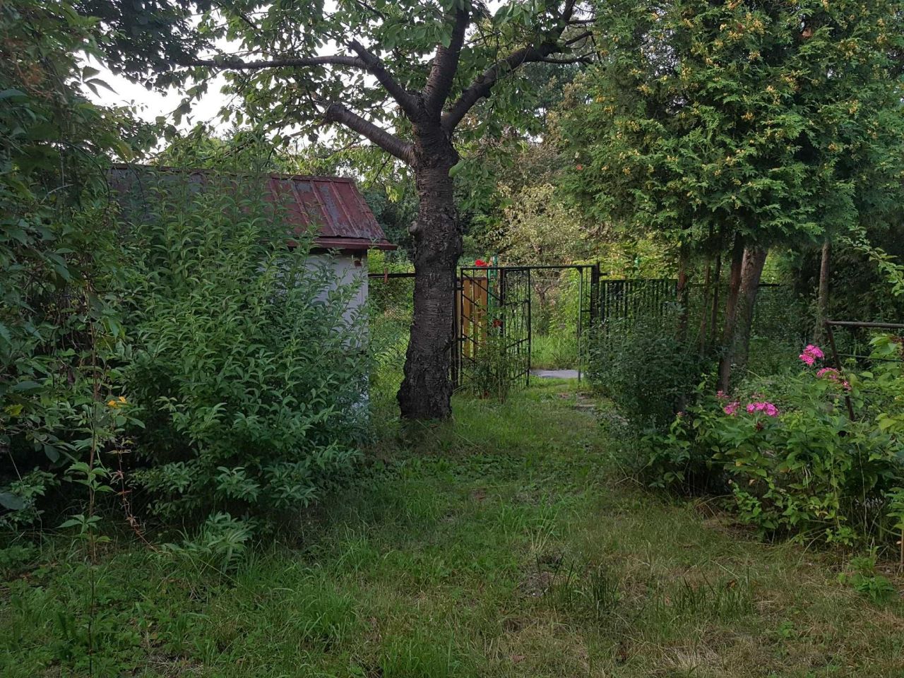 Działka rod Katowice Brynów, ul. Porfirowa. Zdjęcie 1