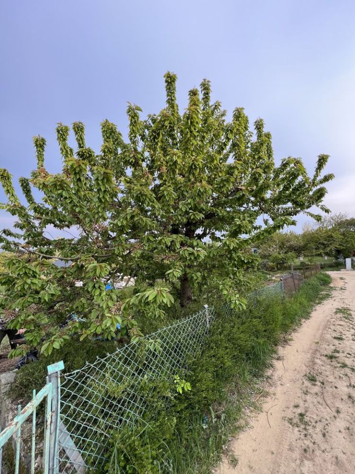 Działka rod Szczecin Bukowo, ul. Górska. Zdjęcie 4
