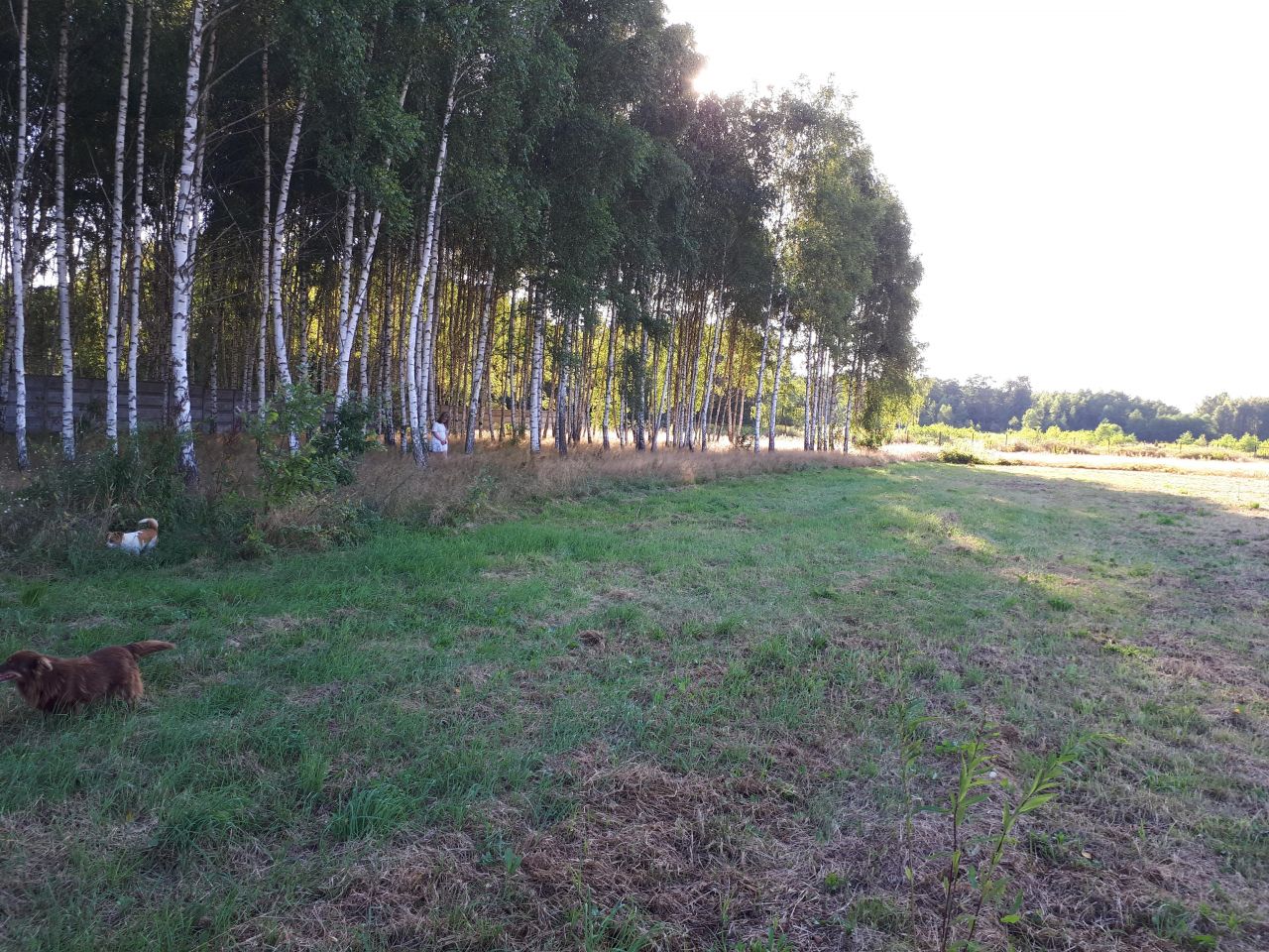 Działka budowlana Miąse, ul. Napoleońska. Zdjęcie 6