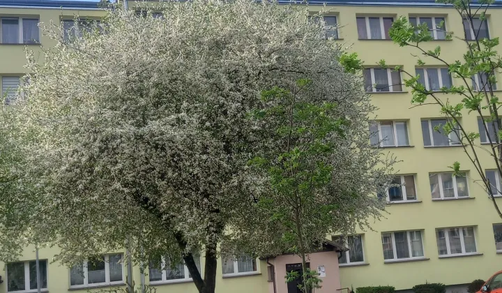 Mieszkanie 3-pokojowe Suwałki Centrum, ul. 1 Maja