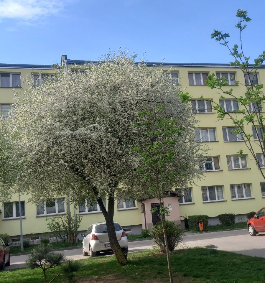 Mieszkanie 3-pokojowe Suwałki Centrum, ul. 1 Maja. Zdjęcie 1