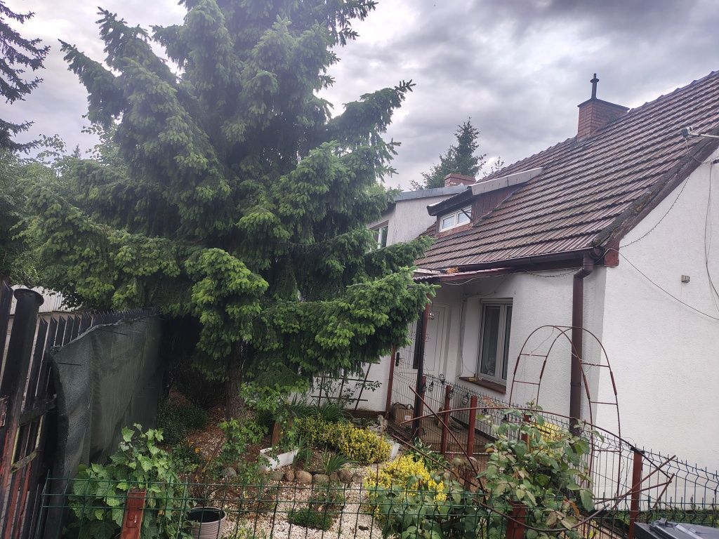 bliźniak Toruń Czerniewice. Zdjęcie 1