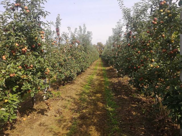 gospodarstwo Cychry. Zdjęcie 1