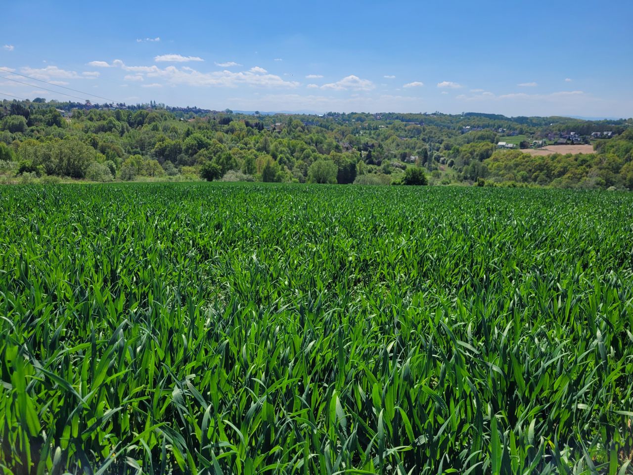 Działka budowlana Ochojno, ul. Gołębia. Zdjęcie 4