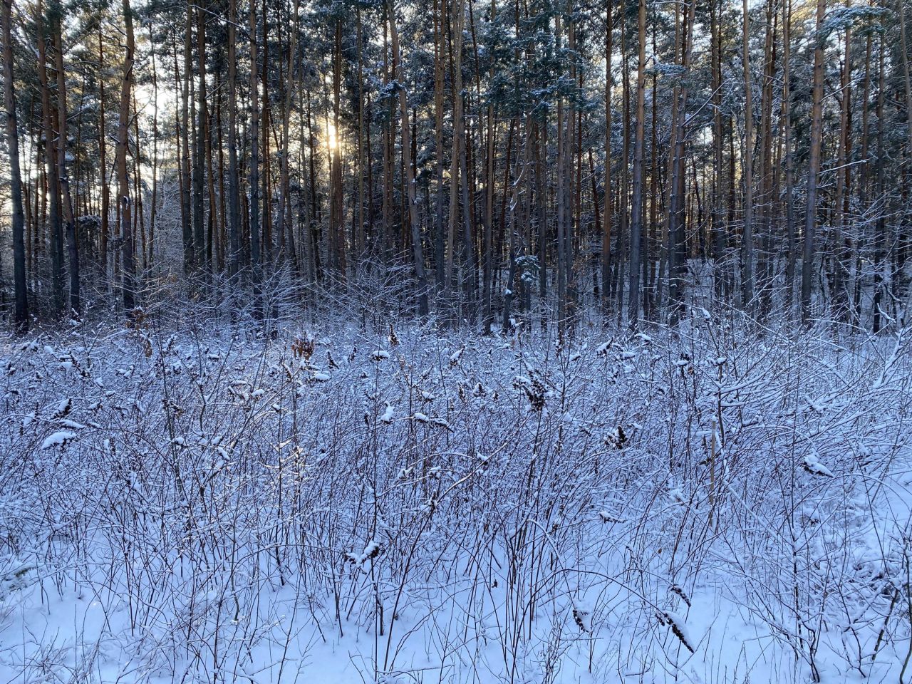 Działka budowlana Emów, ul. Sosnowa. Zdjęcie 2