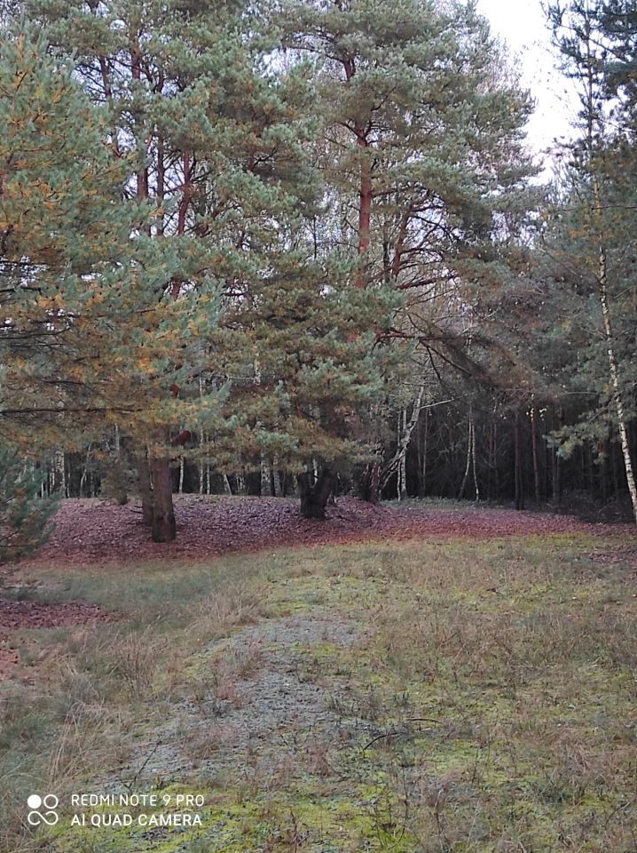 Działka leśna Służewo-Pole. Zdjęcie 5