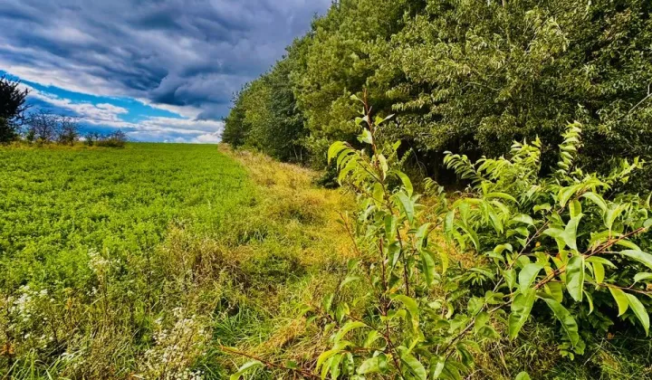 Działka siedliskowa Drygały, ul. Polna