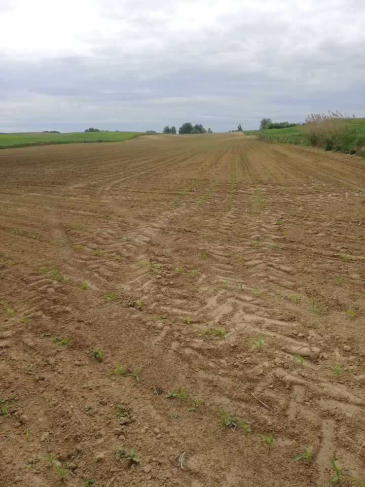 Działka rolna Studzianki. Zdjęcie 2