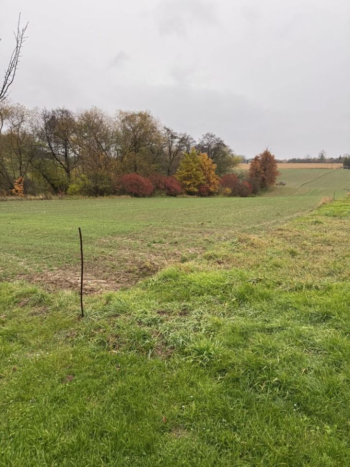 Działka rolna Stary Krasieniec. Zdjęcie 3