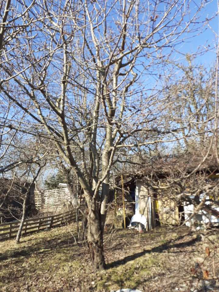 Działka rod Koszalin Północ, ul. Władysława IV. Zdjęcie 5