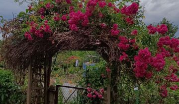 Działka rod Nysa, ul. Jana Zamoyskiego