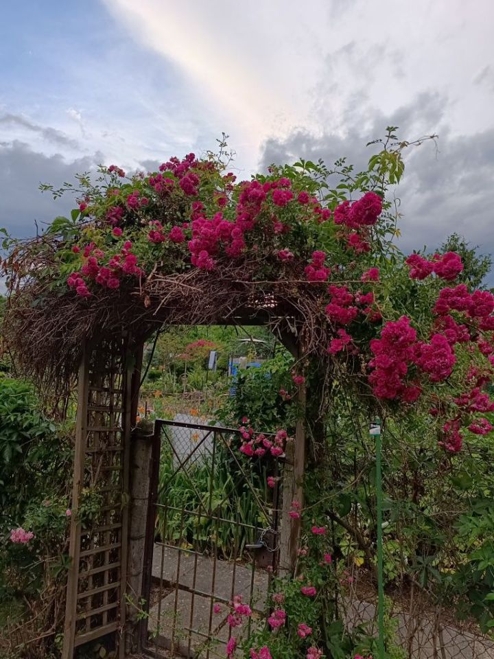 Działka rod Nysa, ul. Jana Zamoyskiego. Zdjęcie 2