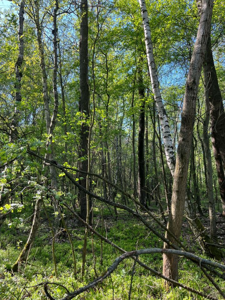Działka rolna Franki Broniki. Zdjęcie 5