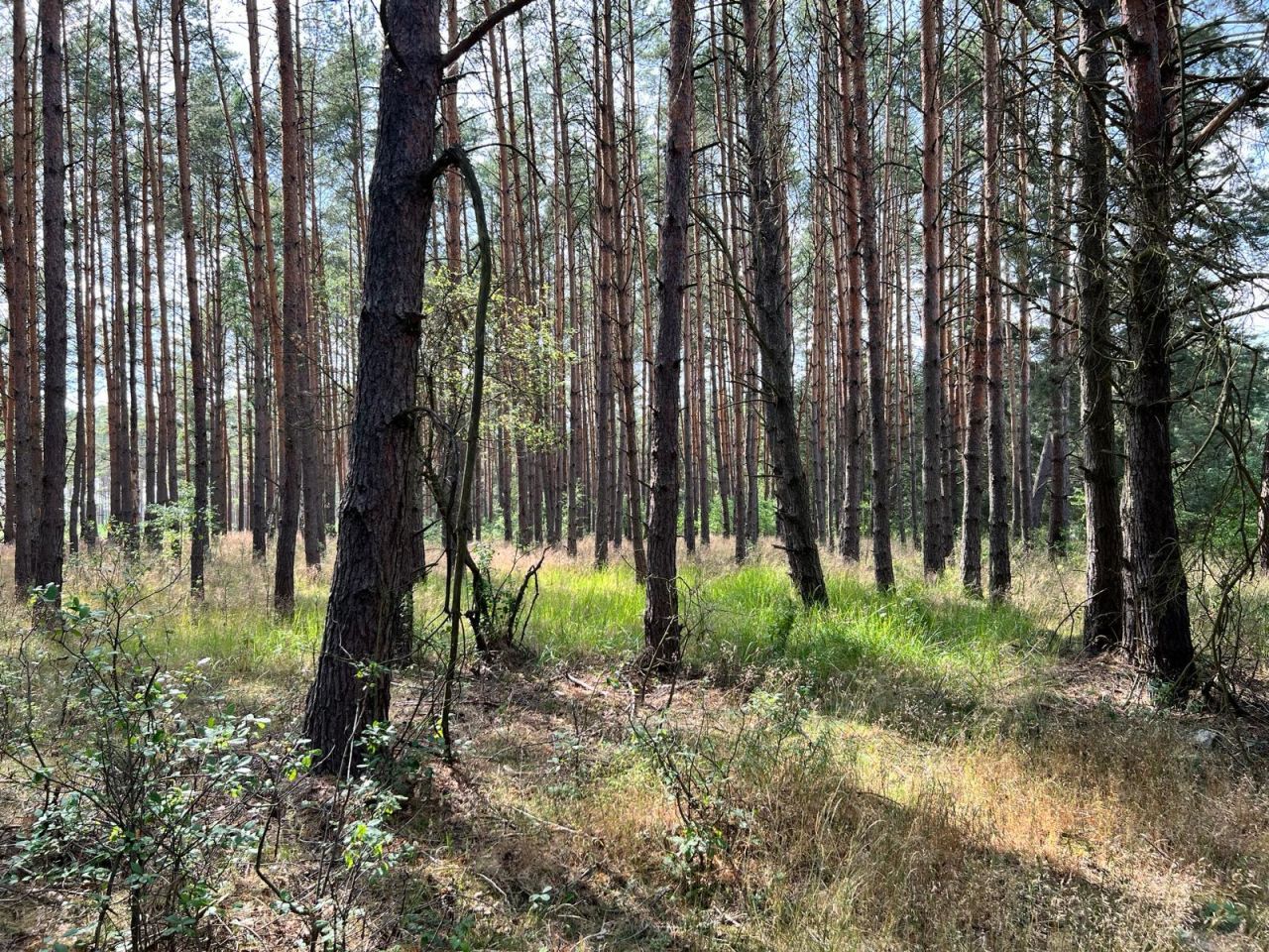 Działka rolna Trzebule. Zdjęcie 8