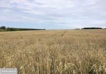 Działka rolna Trzebieradz. Zdjęcie 2