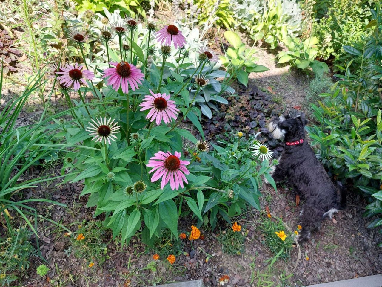 Działka rod Nysa, ul. Adama Mickiewicza. Zdjęcie 6