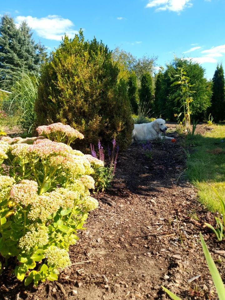 Działka rod Zielona Góra. Zdjęcie 6