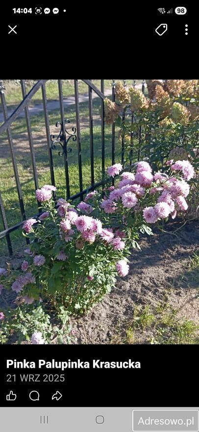 Działka rod Warszawa Wawer. Zdjęcie 8