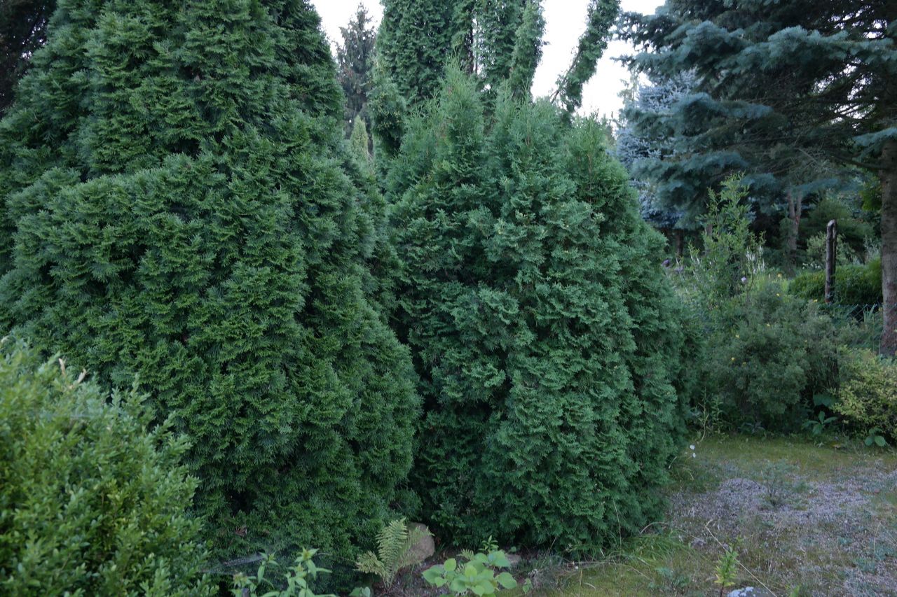 Działka rod Niewodnica Kościelna, ul. Działkowców. Zdjęcie 42