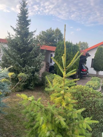 dom wolnostojący, 4 pokoje Zduńska Wola, ul. Henrykowska. Zdjęcie 6