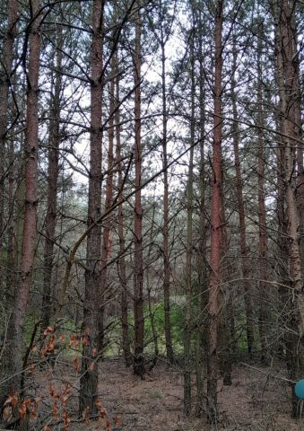 Działka leśna Jednorożec. Zdjęcie 1