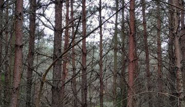 Działka leśna Jednorożec