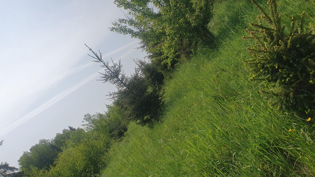 Działka leśna Rdzawka Rusnakówka. Zdjęcie 3