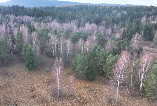 Działka rolna Czarna. Zdjęcie 9