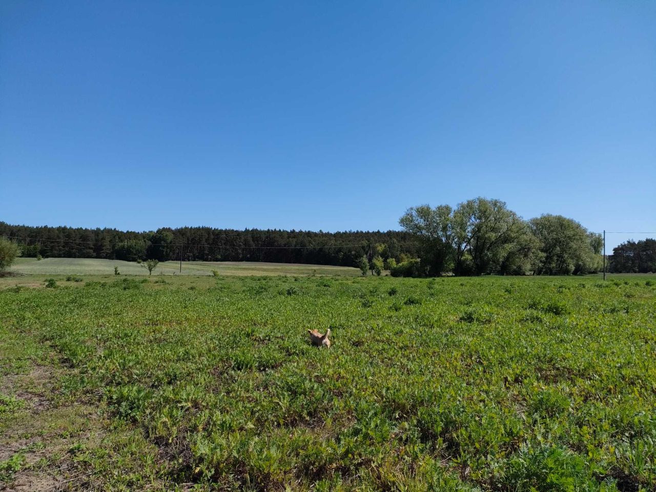 Działka budowlana Nowe Miasto. Zdjęcie 2
